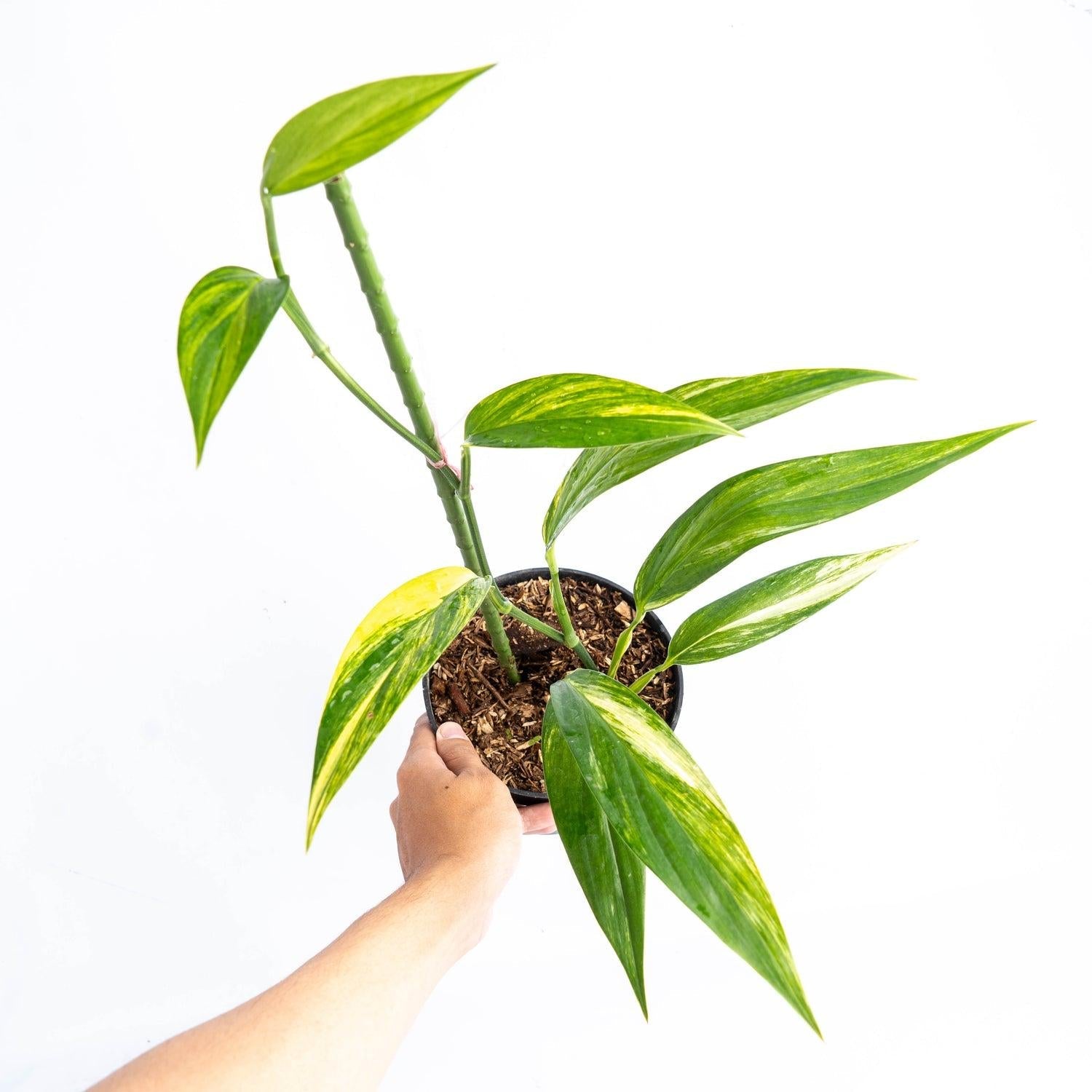 Epipremnum Amplissimum, Variegated - View 17 from www redcrocus com