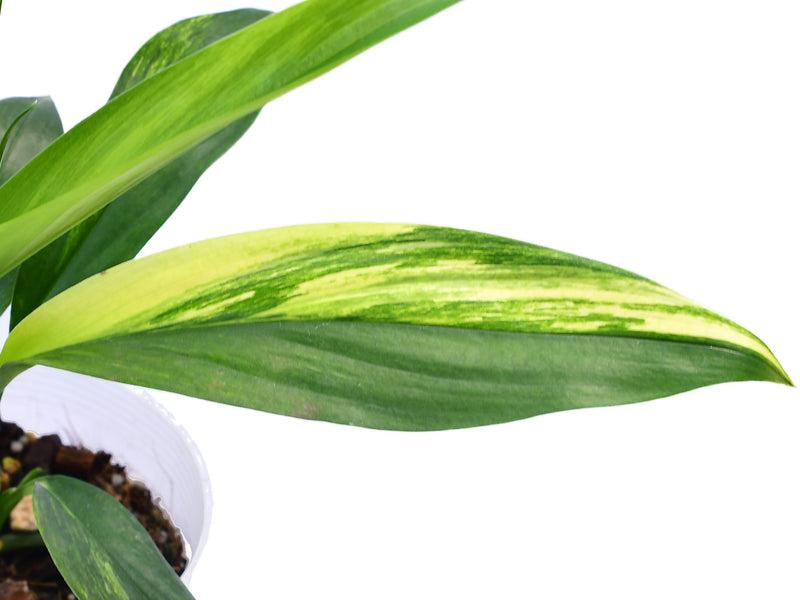 Epipremnum Amplissimum, Variegated - View 18 from www redcrocus com