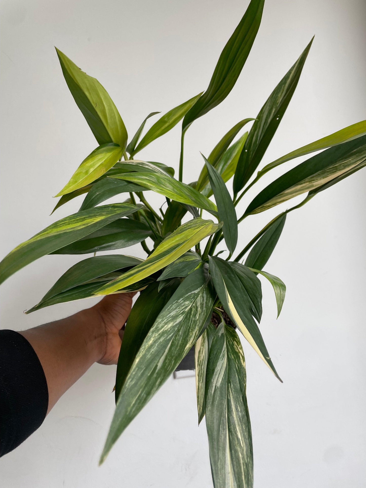 Epipremnum Amplissimum, Variegated - View 19 from www redcrocus com