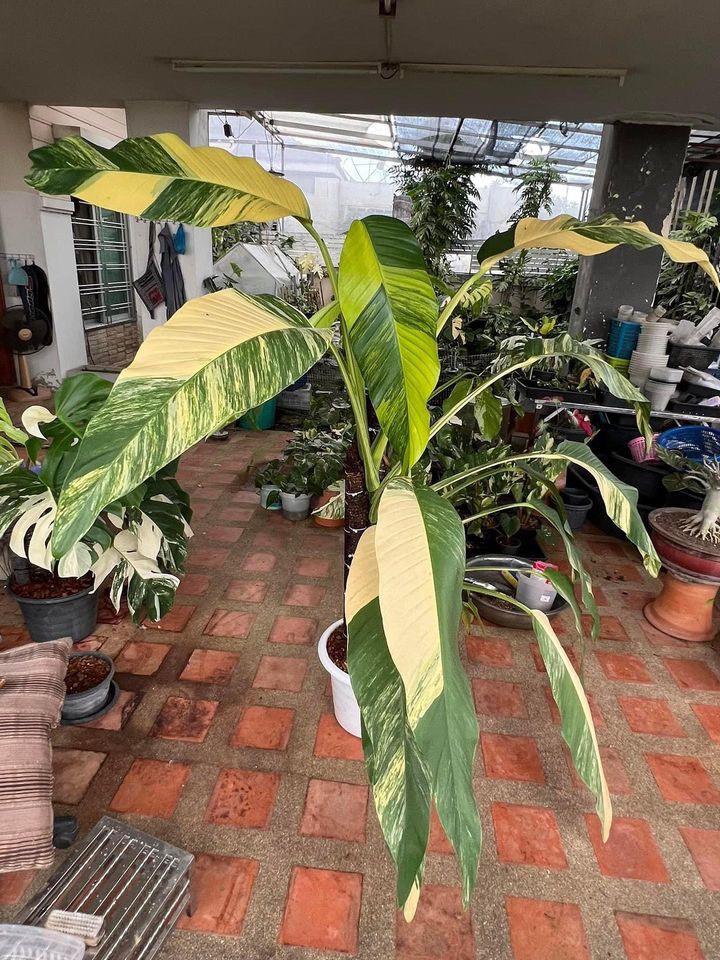 Epipremnum Amplissimum, Variegated - View 1 from www redcrocus com