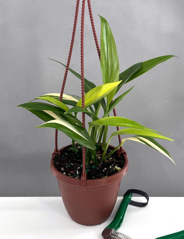 Epipremnum Amplissimum, Variegated - View 20 from www redcrocus com