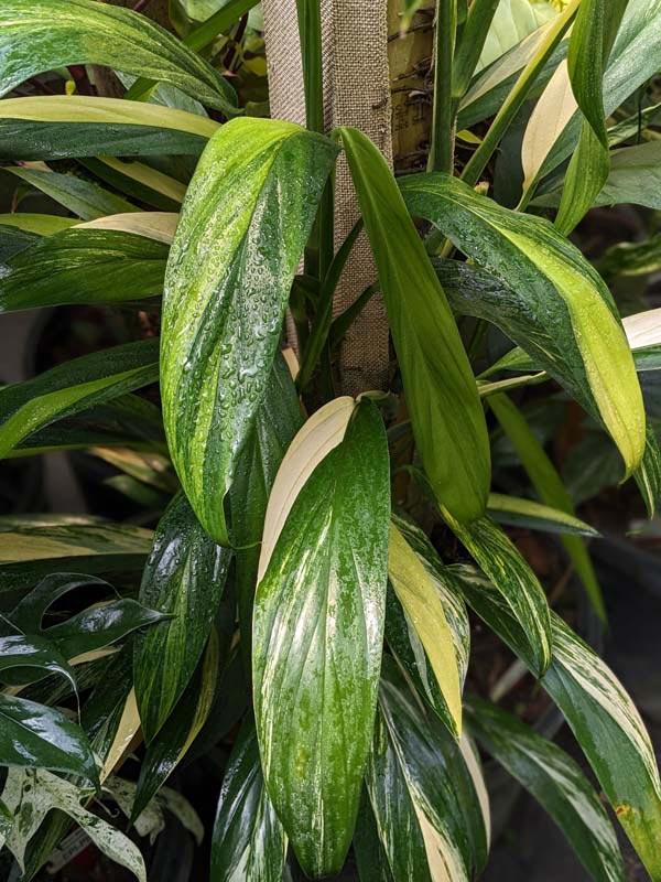 Epipremnum Amplissimum, Variegated - View 22 from www redcrocus com