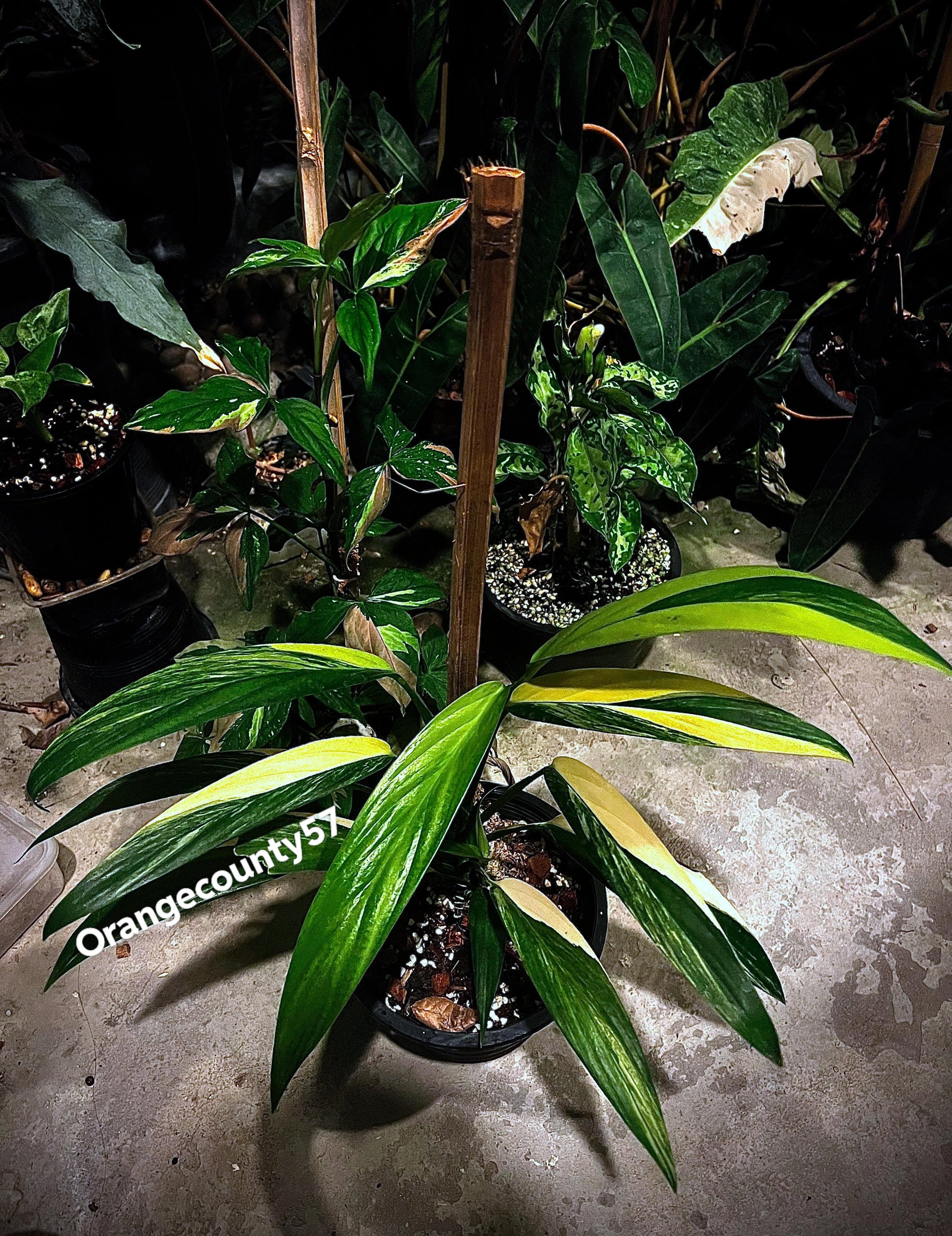 Epipremnum Amplissimum, Variegated - View 24 from www redcrocus com