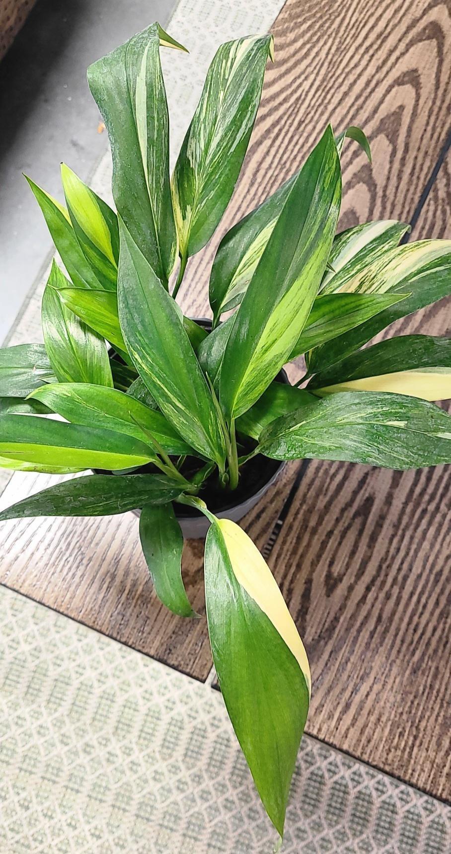 Epipremnum Amplissimum, Variegated - View 25 from www redcrocus com