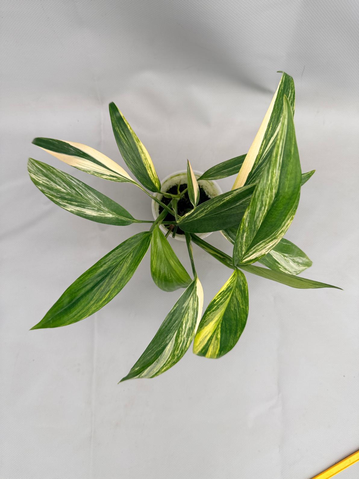 Epipremnum Amplissimum, Variegated - View 26 from www redcrocus com