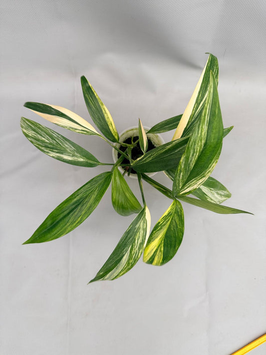 Epipremnum Amplissimum, Variegated - View 26 from www redcrocus com