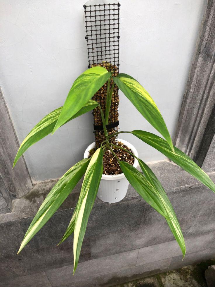 Epipremnum Amplissimum, Variegated - View 27 from www redcrocus com
