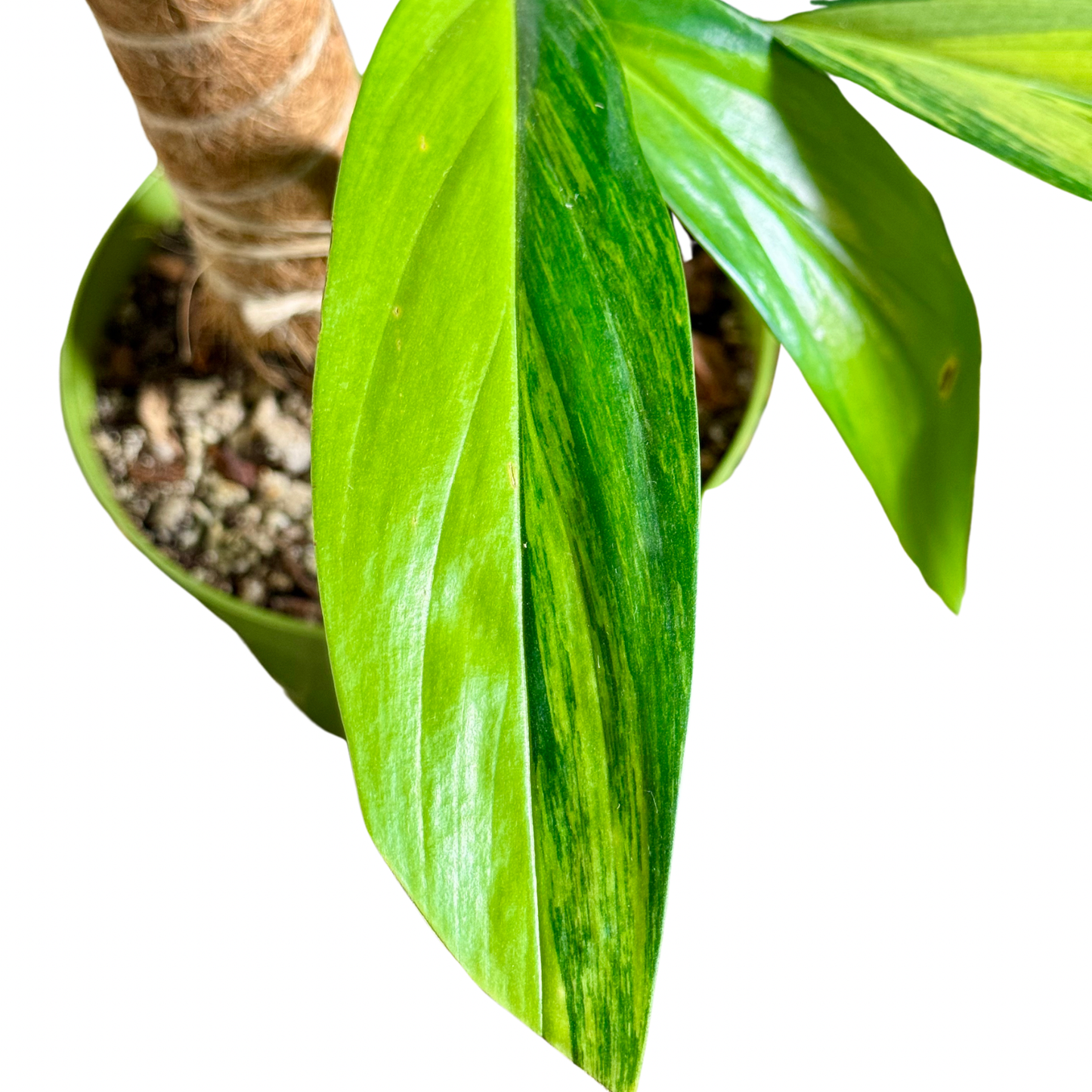 Epipremnum Amplissimum, Variegated - View 28 from www redcrocus com