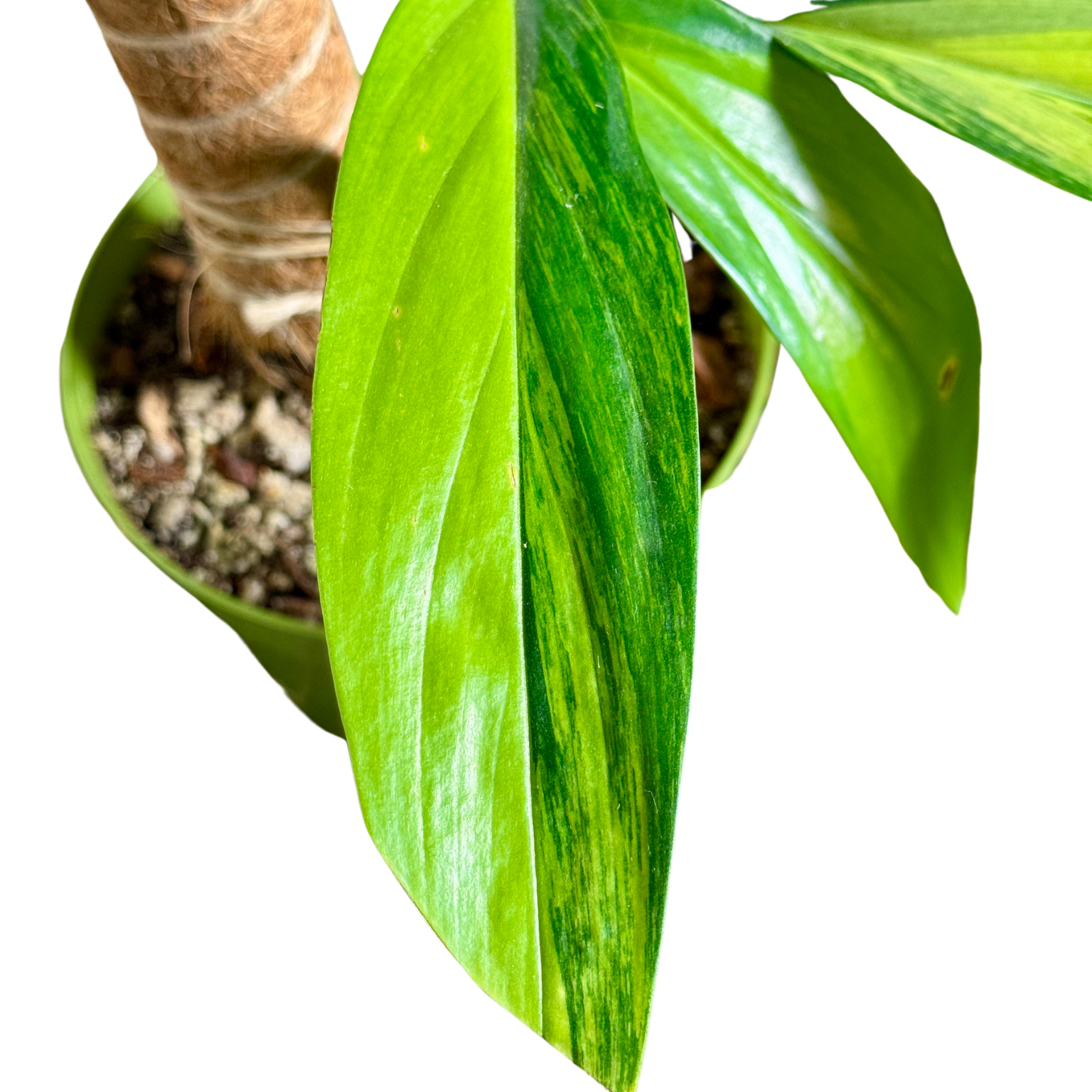 Epipremnum Amplissimum, Variegated - View 28 from www redcrocus com