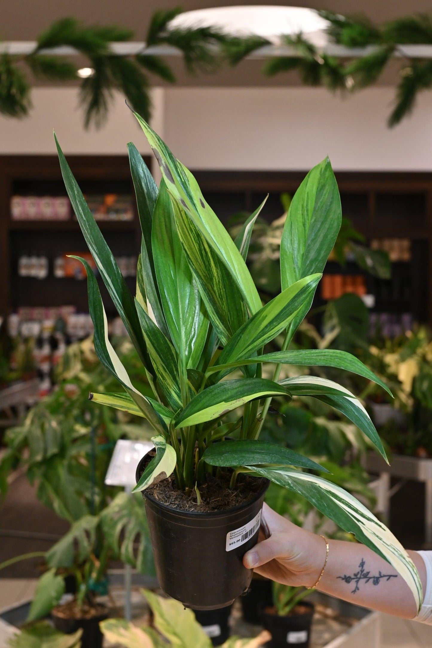 Epipremnum Amplissimum, Variegated - View 29 from www redcrocus com