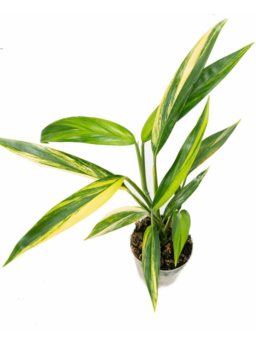 Epipremnum Amplissimum, Variegated - View 2 from www redcrocus com