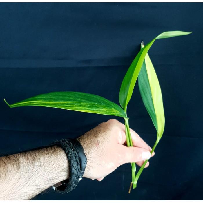 Epipremnum Amplissimum, Variegated - View 30 from www redcrocus com