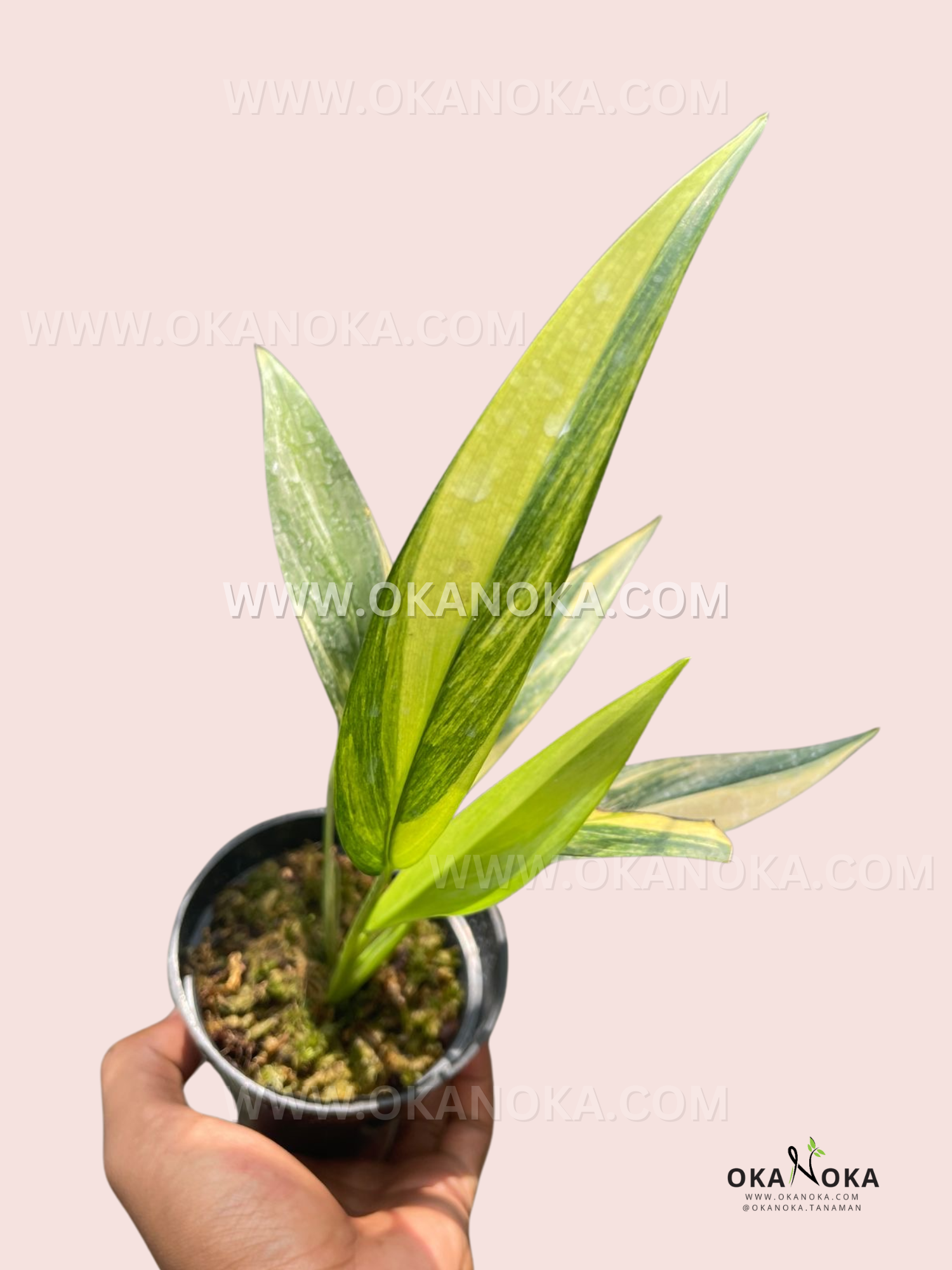 Epipremnum Amplissimum, Variegated - View 31 from www redcrocus com