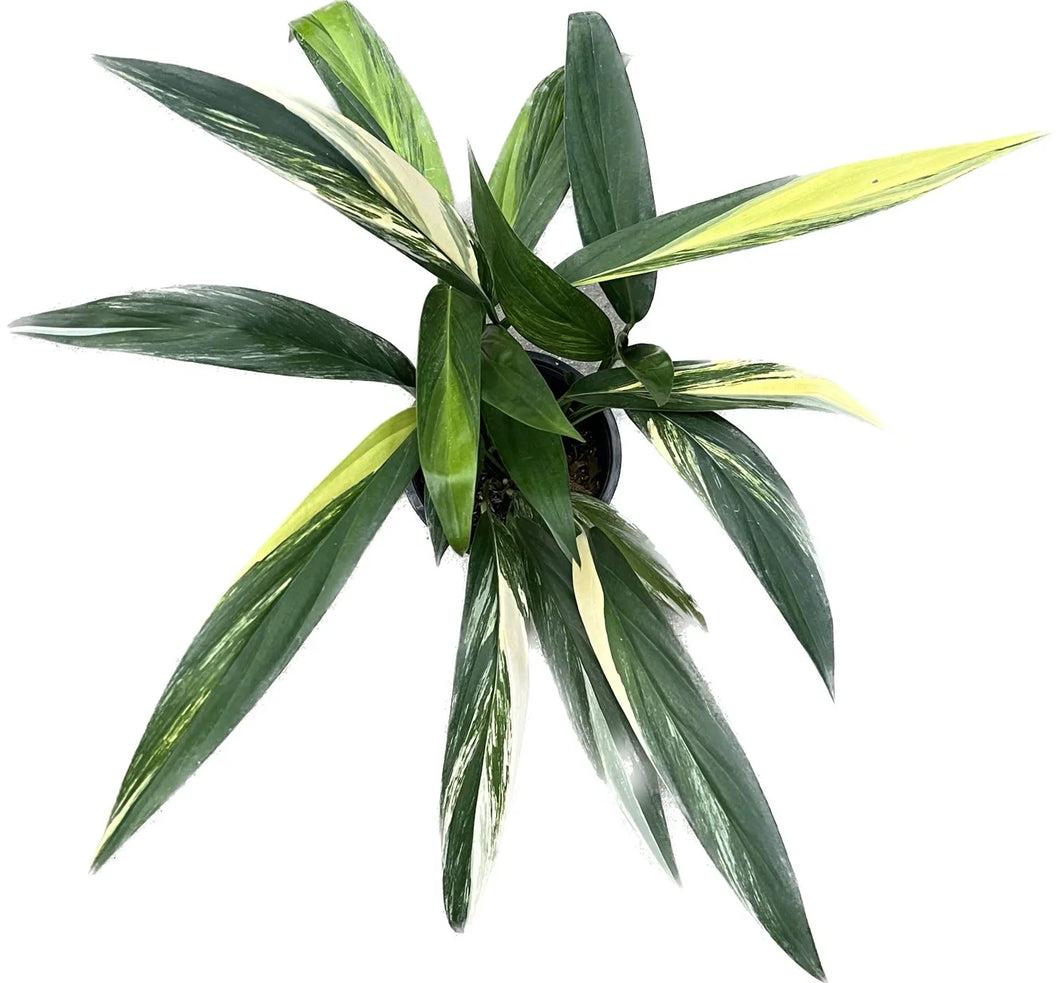 Epipremnum Amplissimum, Variegated - View 32 from www redcrocus com