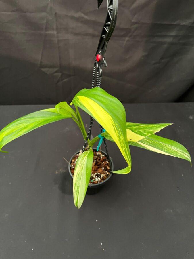 Epipremnum Amplissimum, Variegated - View 33 from www redcrocus com