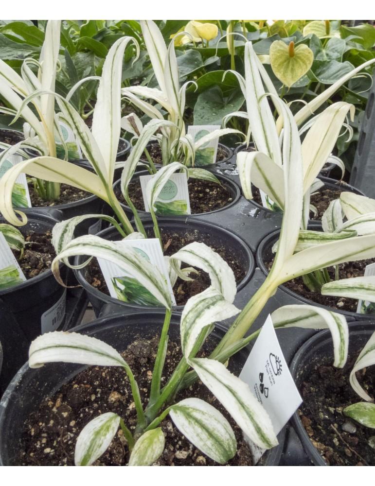 Epipremnum Amplissimum, Variegated - View 34 from www redcrocus com