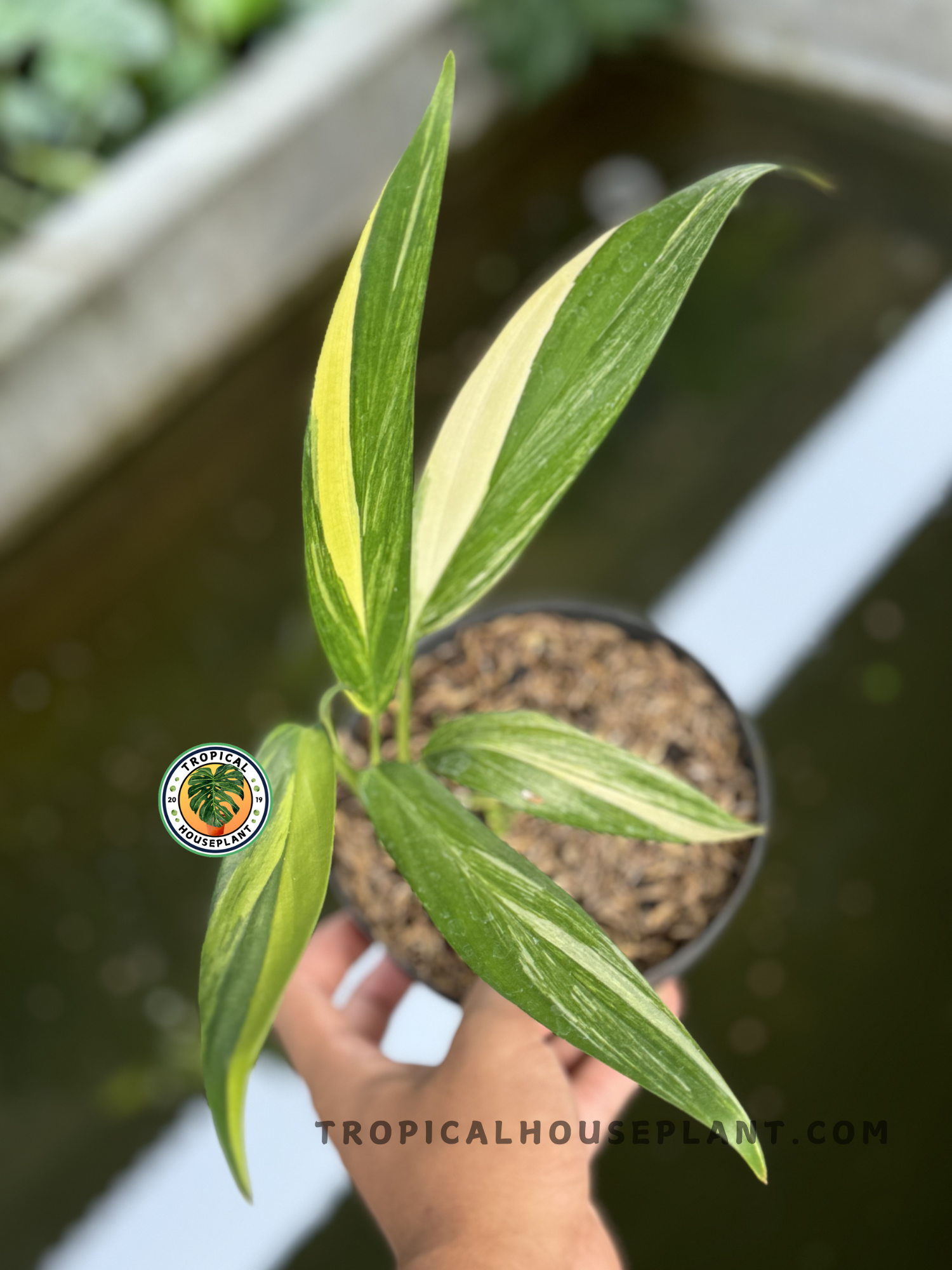 Epipremnum Amplissimum, Variegated - View 35 from www redcrocus com