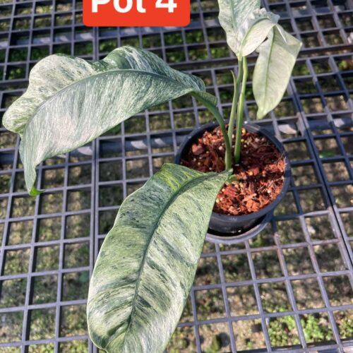 Epipremnum Amplissimum, Variegated - View 36 from www redcrocus com