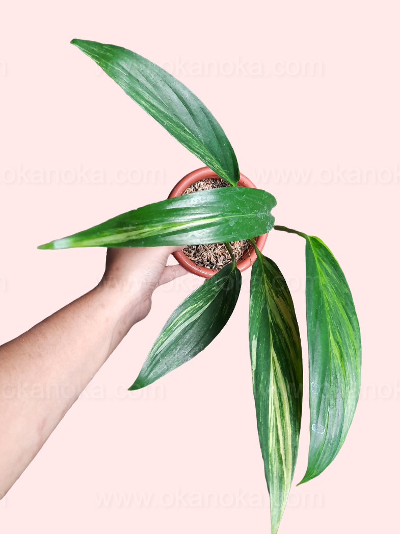 Epipremnum Amplissimum, Variegated - View 37 from www redcrocus com