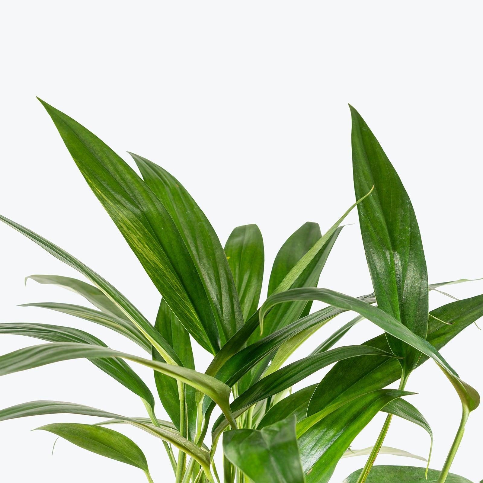 Epipremnum Amplissimum, Variegated - View 38 from www redcrocus com