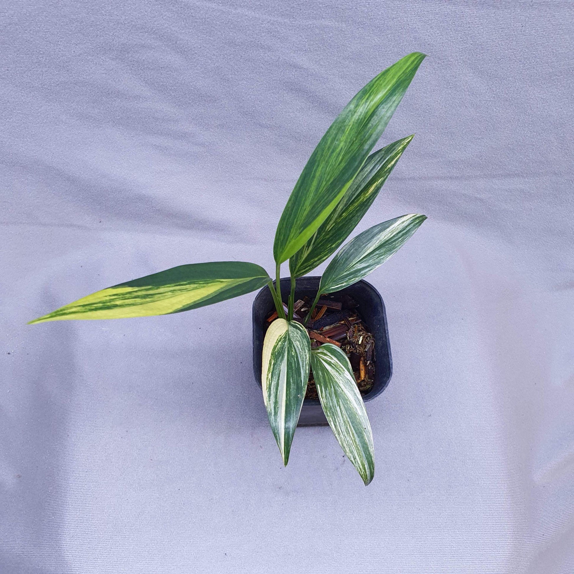 Epipremnum Amplissimum, Variegated - View 40 from www redcrocus com