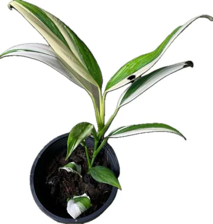 Epipremnum Amplissimum, Variegated - View 4 from www redcrocus com