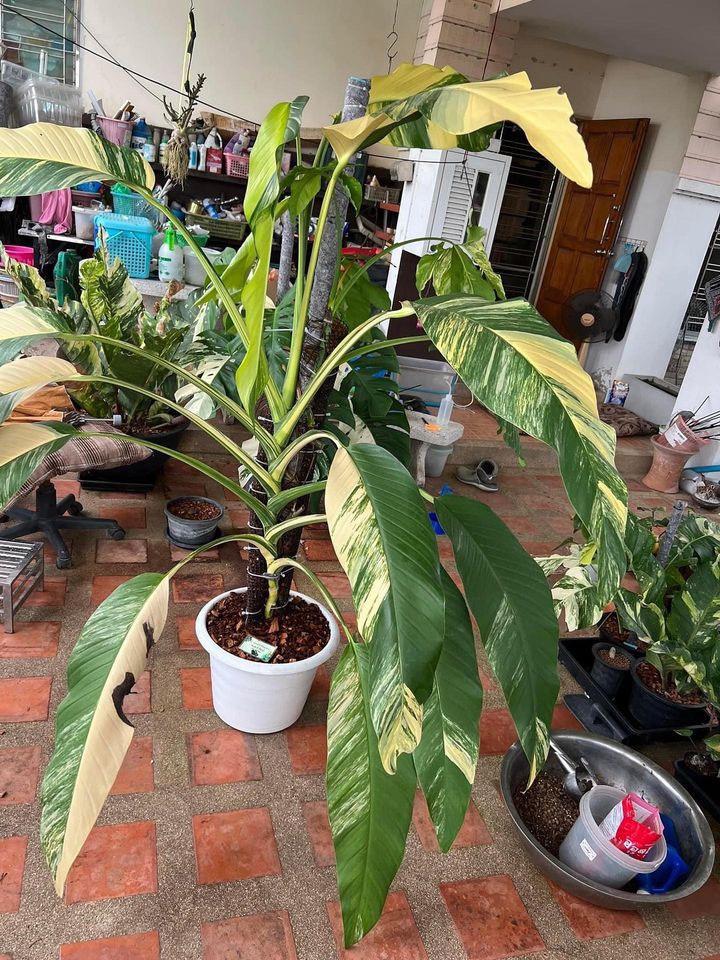 Epipremnum Amplissimum, Variegated - View 6 from www redcrocus com