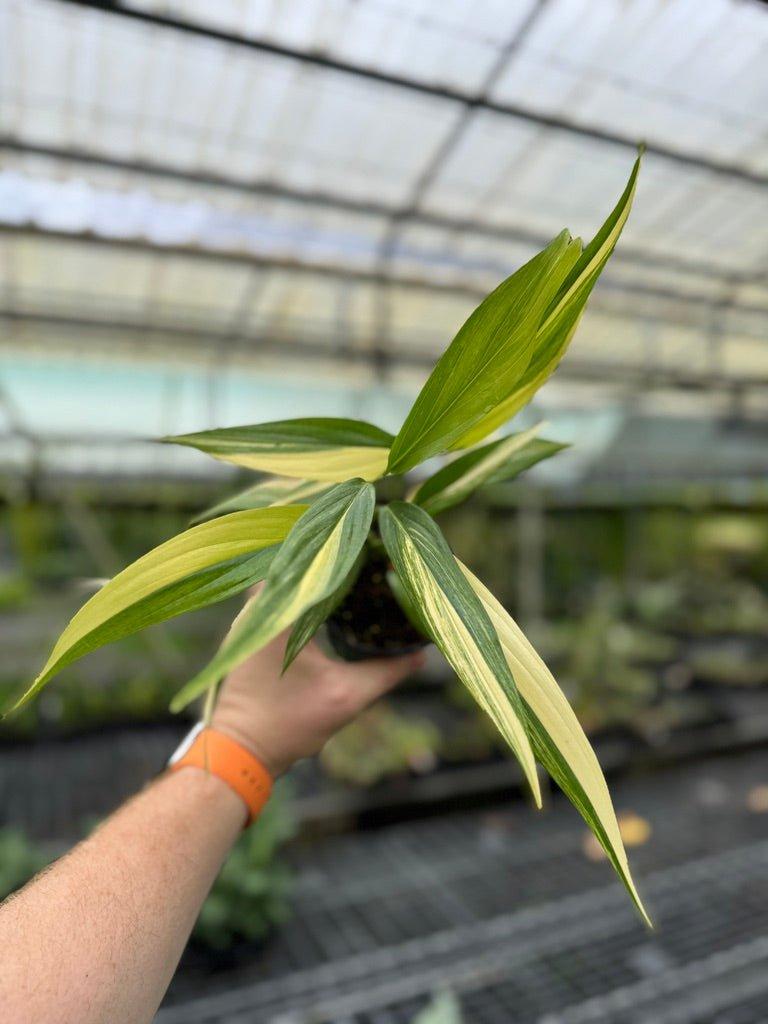 Epipremnum Amplissimum, Variegated - View 8 from www redcrocus com