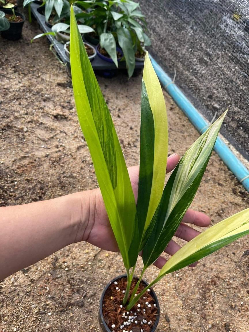 Epipremnum Amplissimum, Variegated - View 9 from www redcrocus com