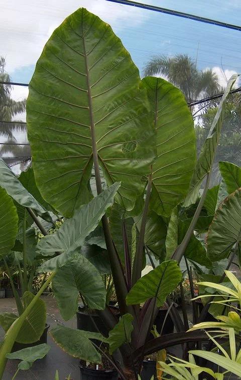 Alocasia Macrorrhiza 'black Stem' - View 11 from www redcrocus com