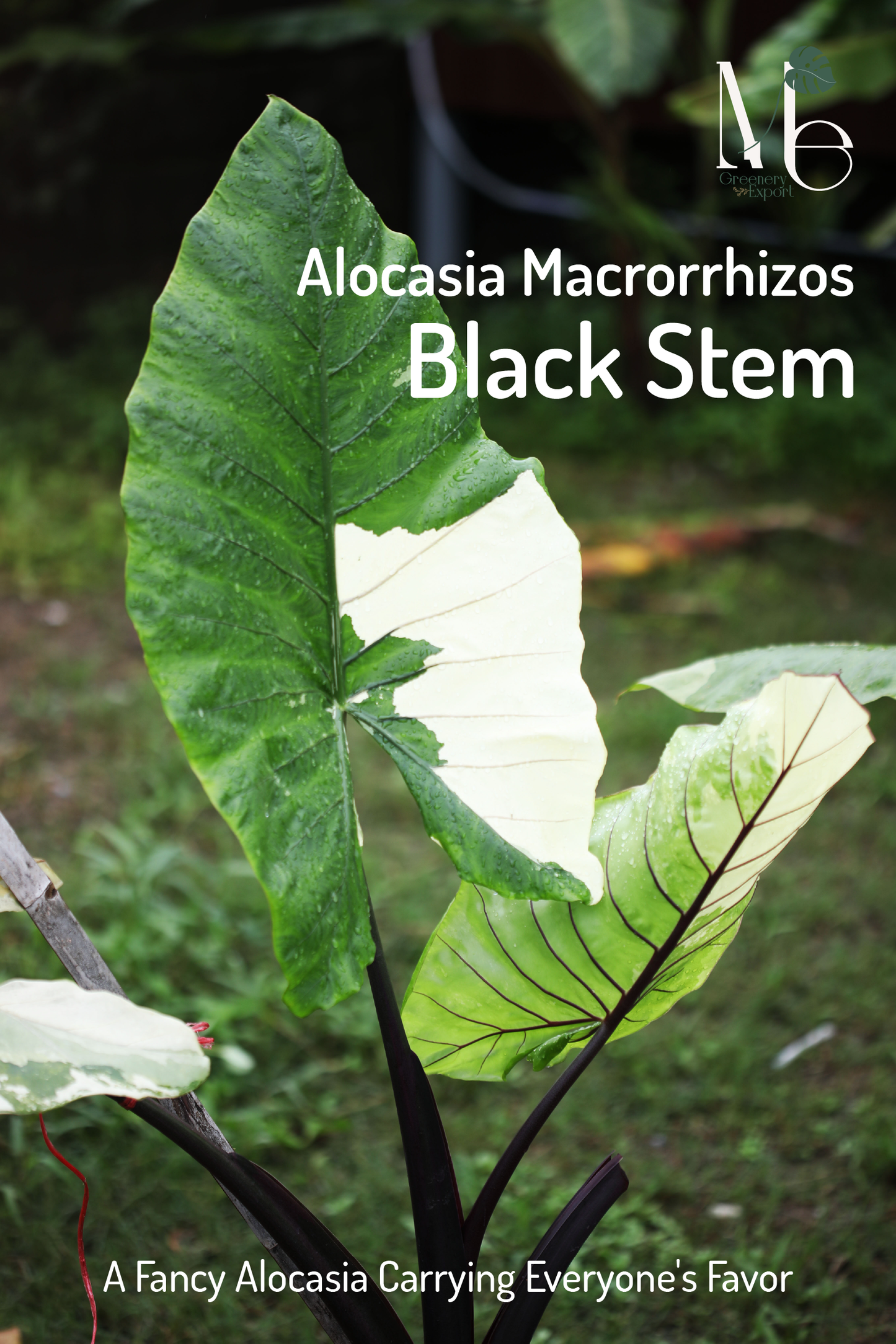 Alocasia Macrorrhiza 'black Stem' - View 13 from www redcrocus com