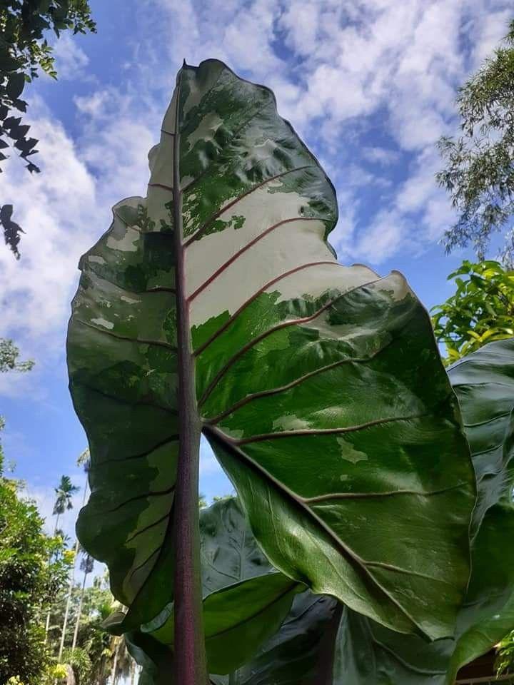 Alocasia Macrorrhiza 'black Stem' - View 14 from www redcrocus com