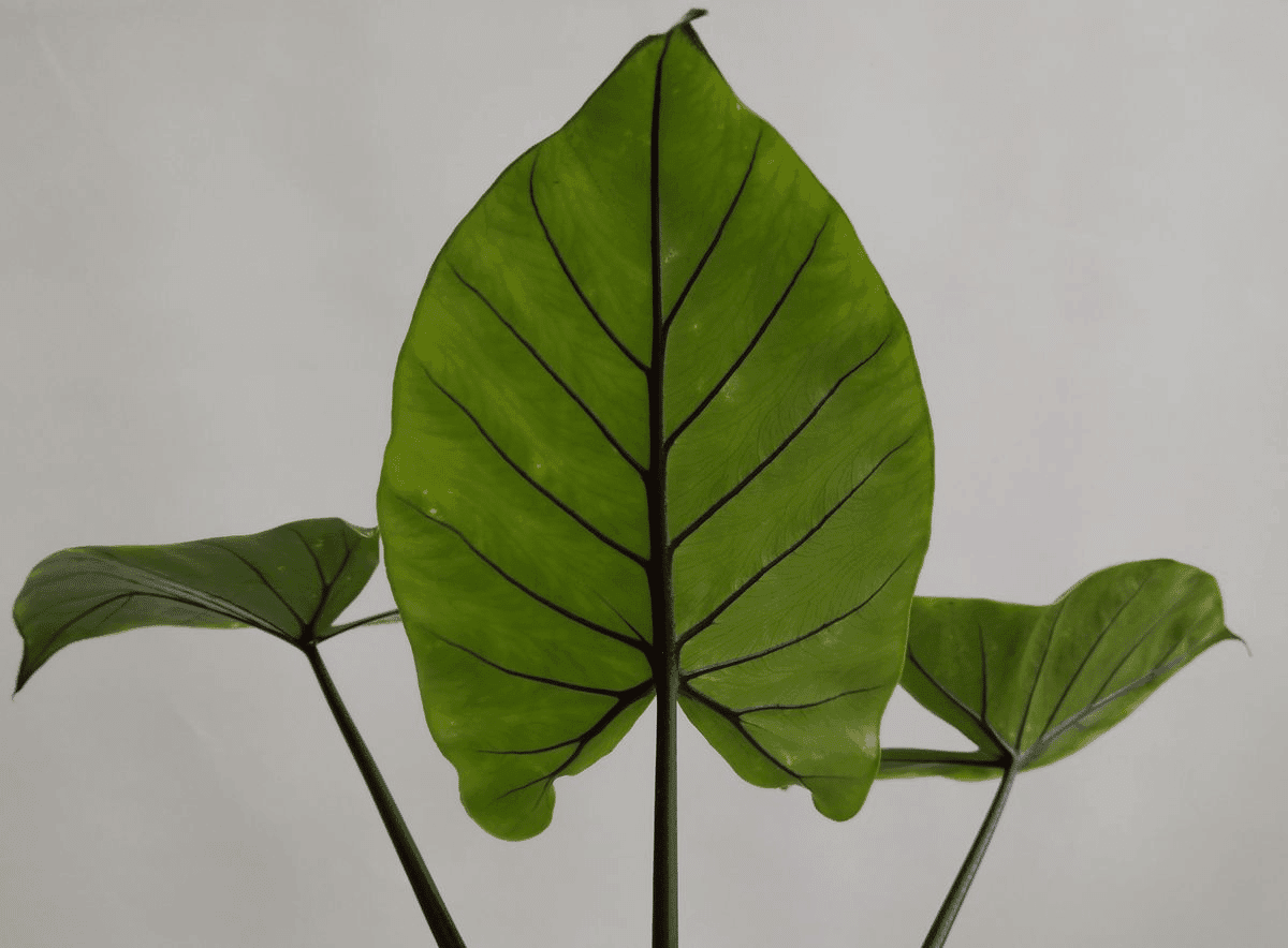 Alocasia Macrorrhiza 'black Stem' - View 15 from www redcrocus com