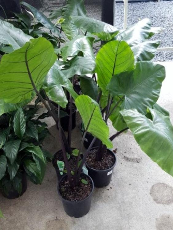 Alocasia Macrorrhiza 'black Stem' - View 16 from www redcrocus com