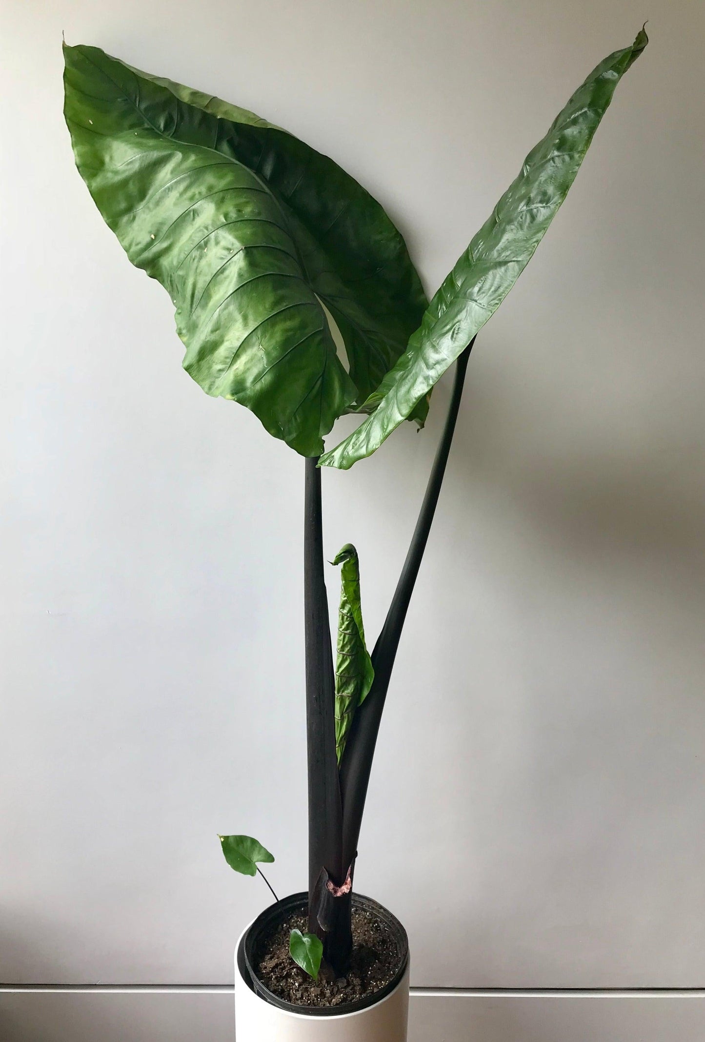 Alocasia Macrorrhiza 'black Stem' - View 18 from www redcrocus com