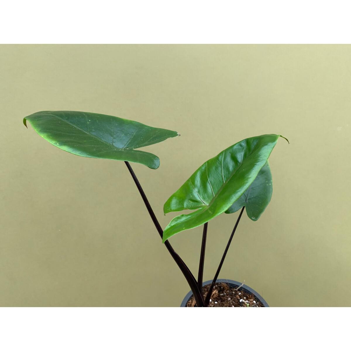 Alocasia Macrorrhiza 'black Stem' - View 19 from www redcrocus com