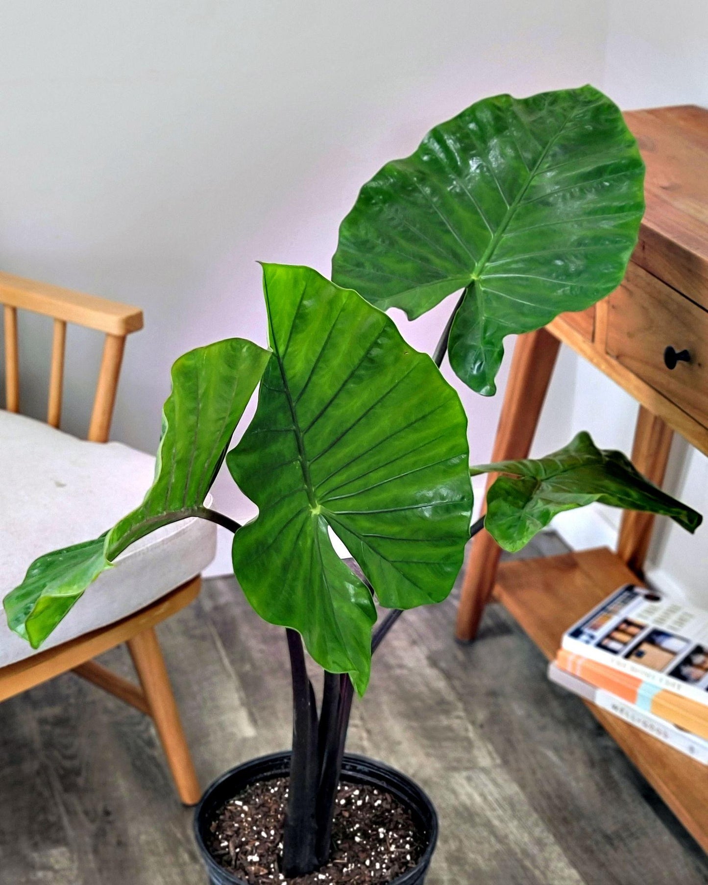 Alocasia Macrorrhiza 'black Stem' - View 20 from www redcrocus com