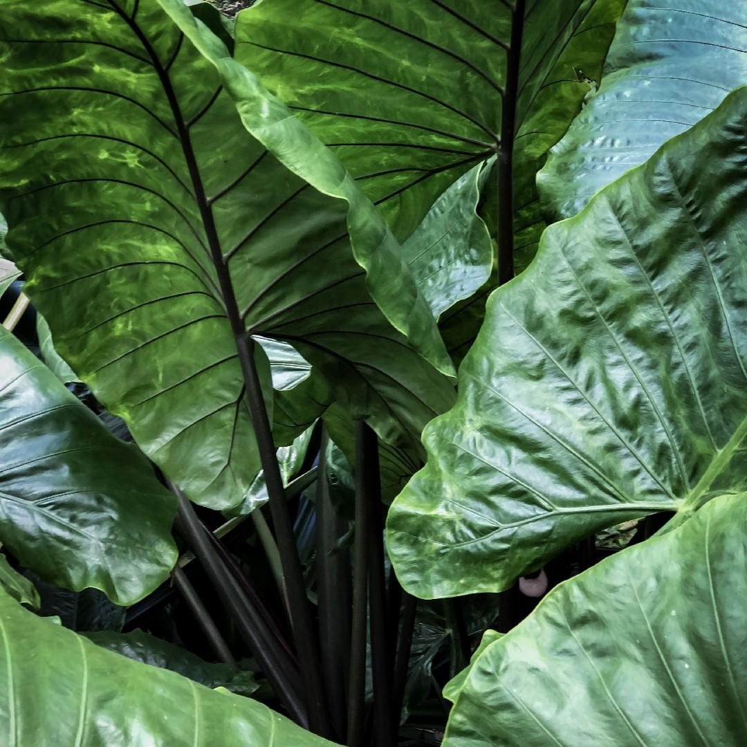 Alocasia Macrorrhiza 'black Stem' - View 21 from www redcrocus com