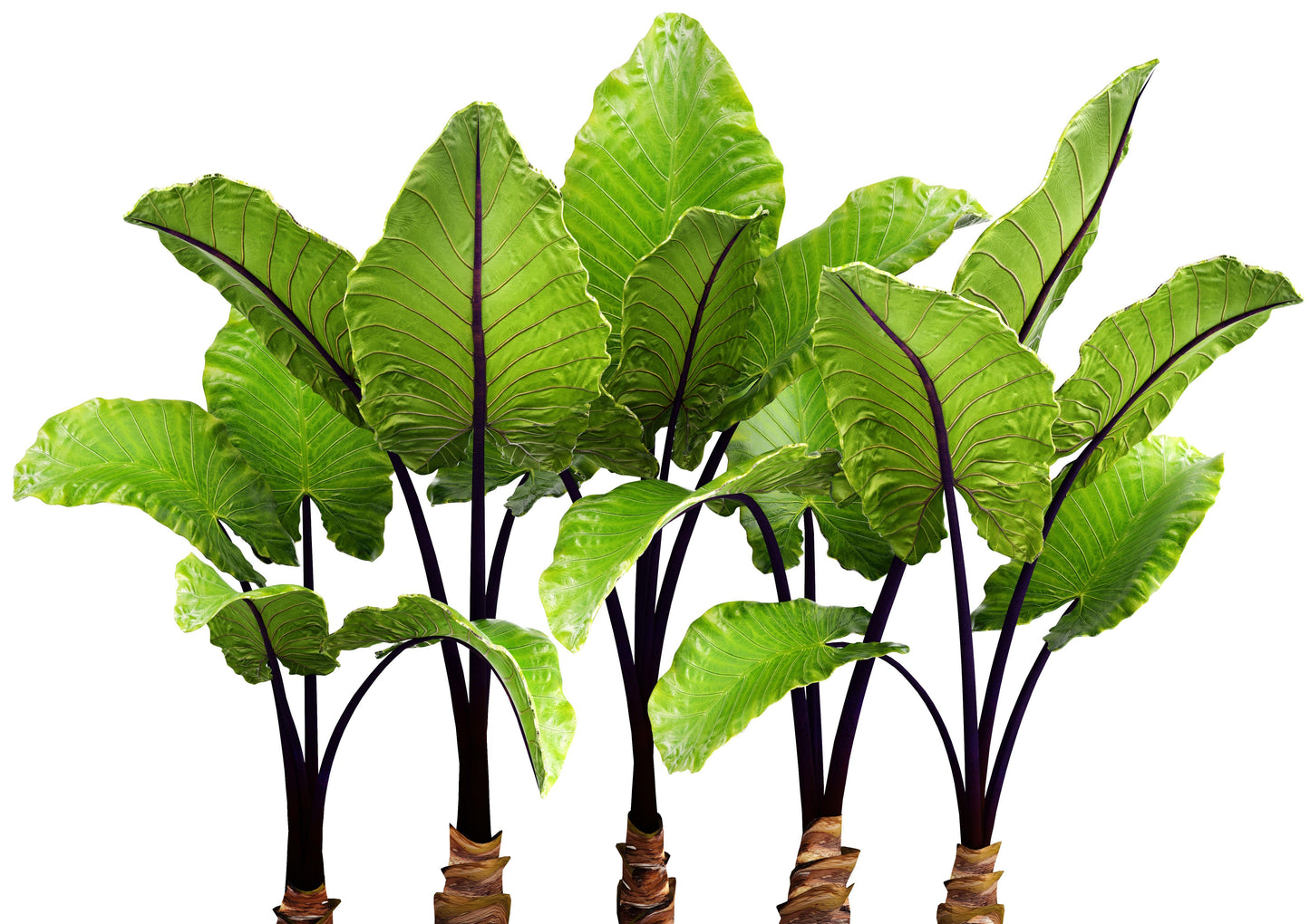 Alocasia Macrorrhiza 'black Stem' - View 22 from www redcrocus com