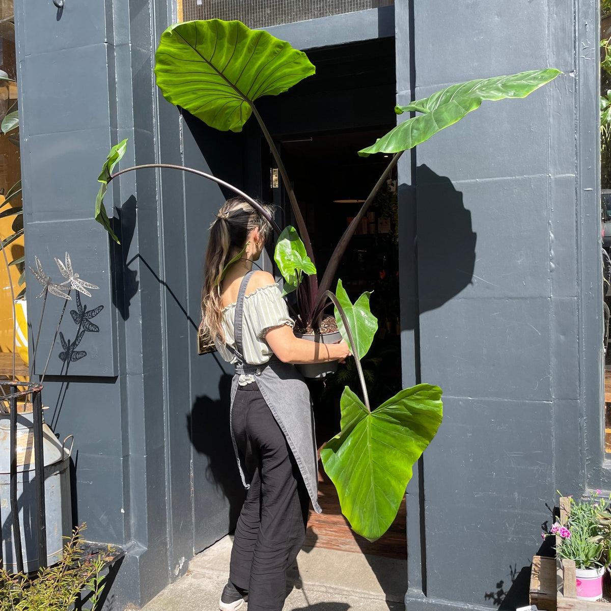 Alocasia Macrorrhiza 'black Stem' - View 23 from www redcrocus com