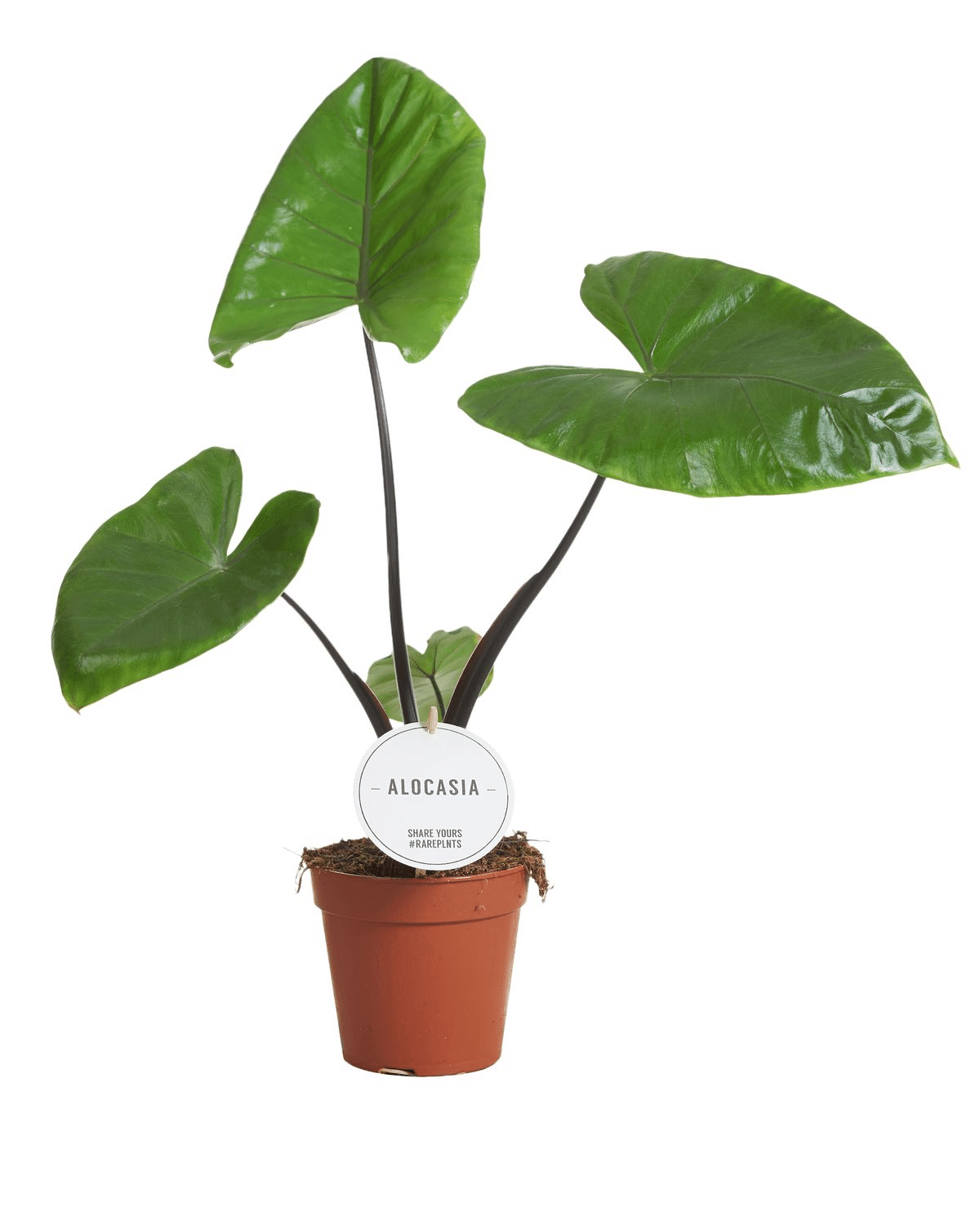 Alocasia Macrorrhiza 'black Stem' - View 25 from www redcrocus com