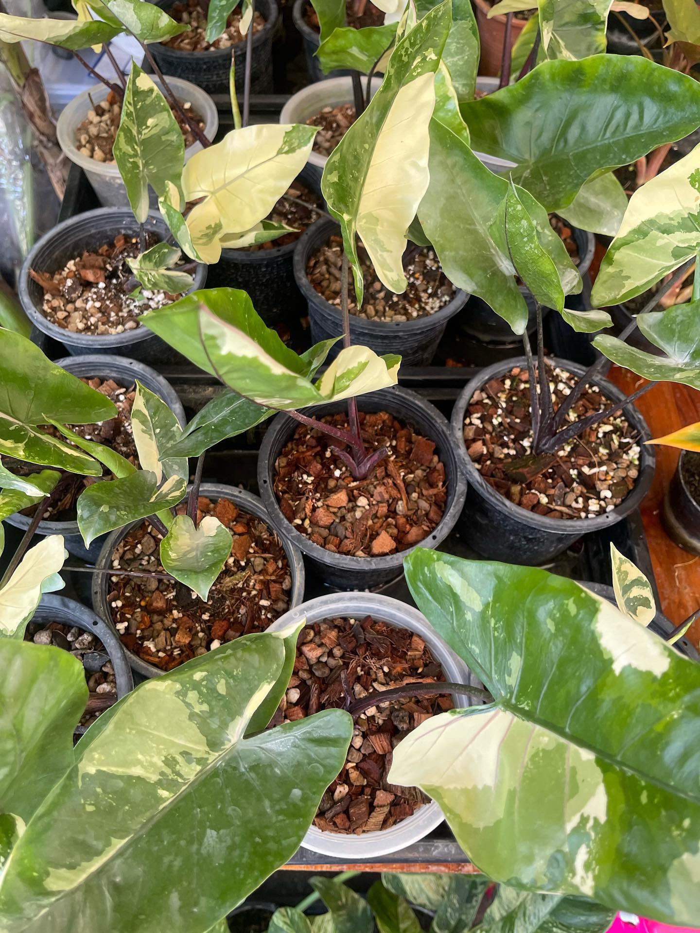 Alocasia Macrorrhiza 'black Stem' - View 26 from www redcrocus com