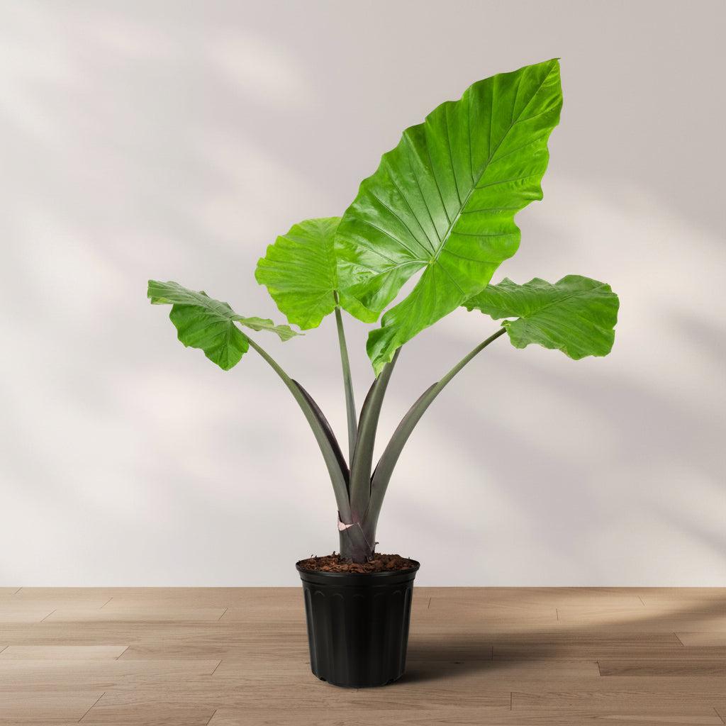 Alocasia Macrorrhiza 'black Stem' - View 27 from www redcrocus com