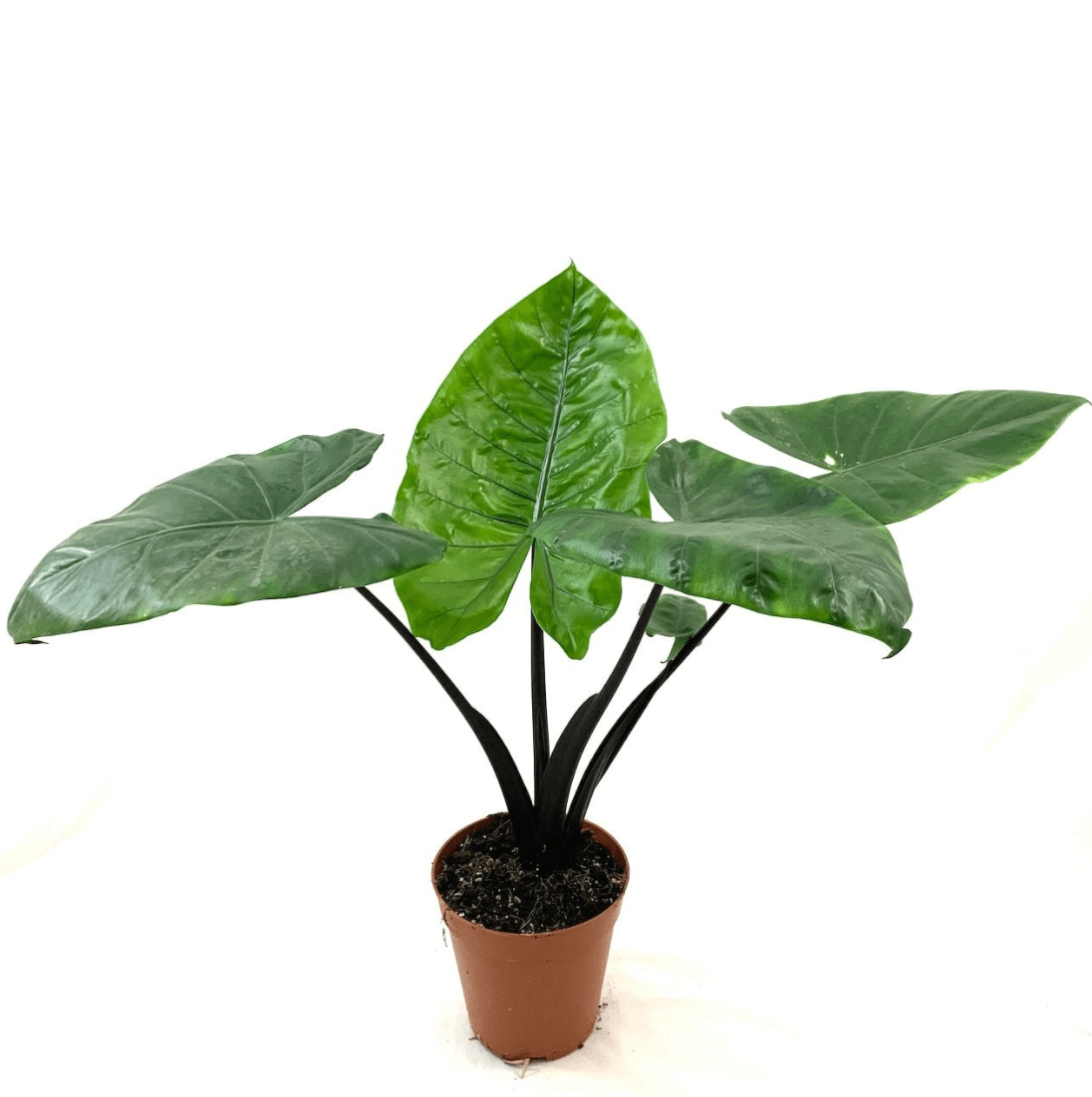Alocasia Macrorrhiza 'black Stem' - View 28 from www redcrocus com