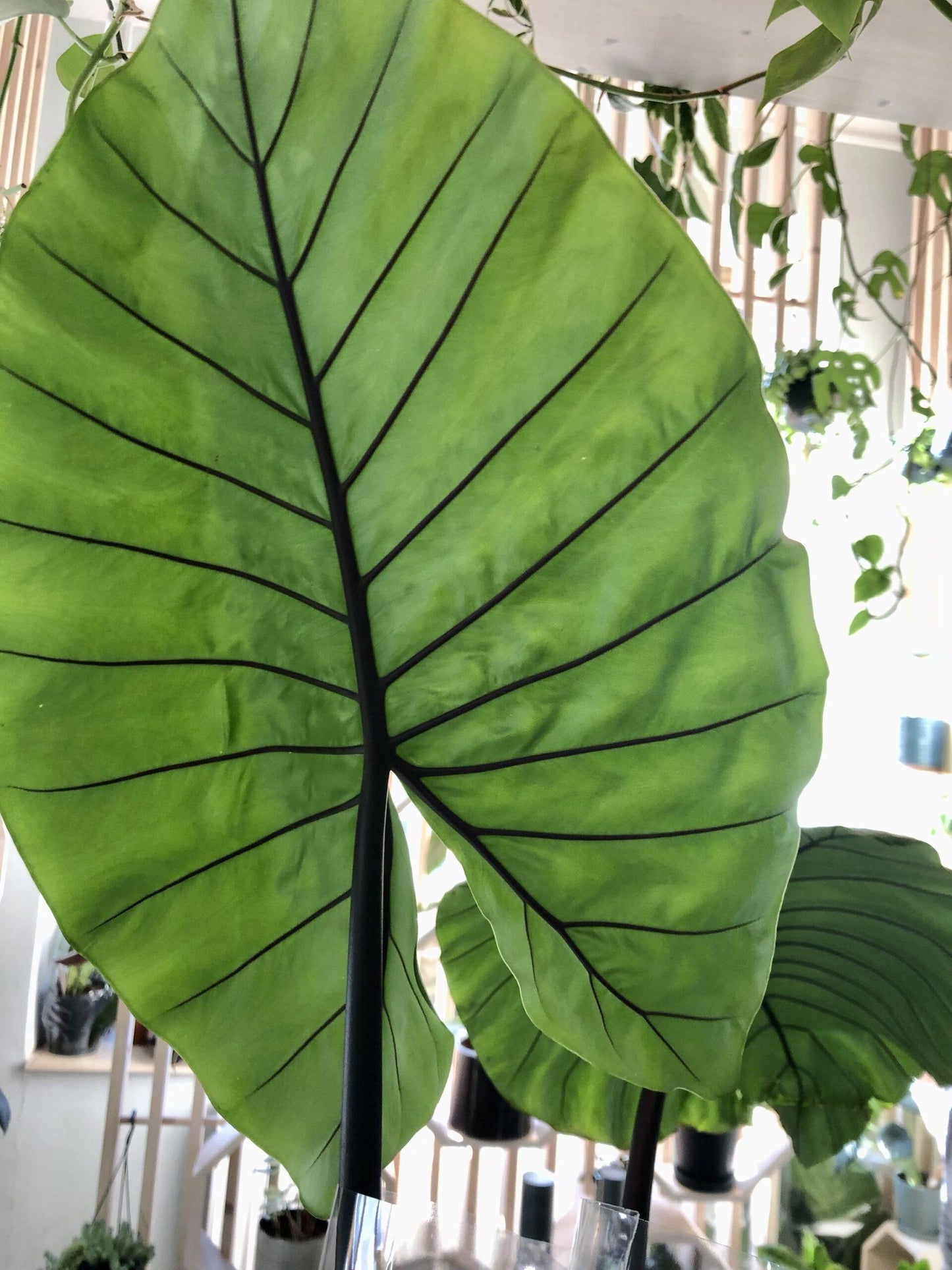 Alocasia Macrorrhiza 'black Stem' - View 29 from www redcrocus com