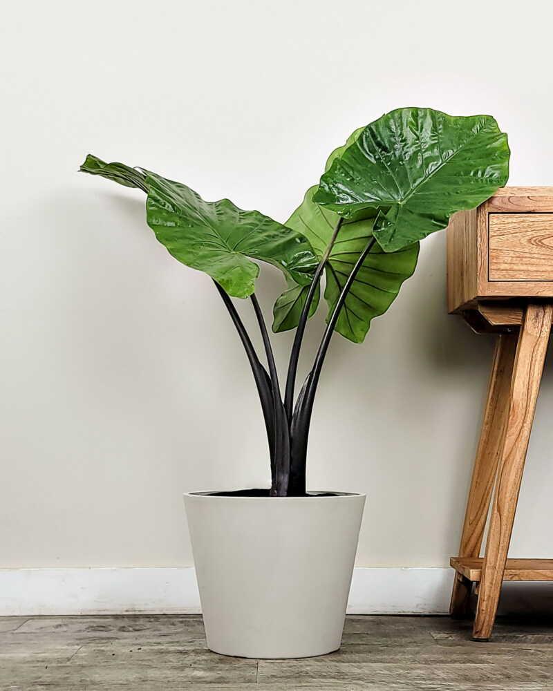 Alocasia Macrorrhiza 'black Stem' - View 2 from www redcrocus com