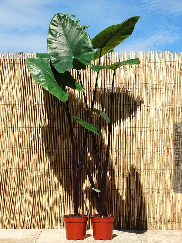 Alocasia Macrorrhiza 'black Stem' - View 31 from www redcrocus com