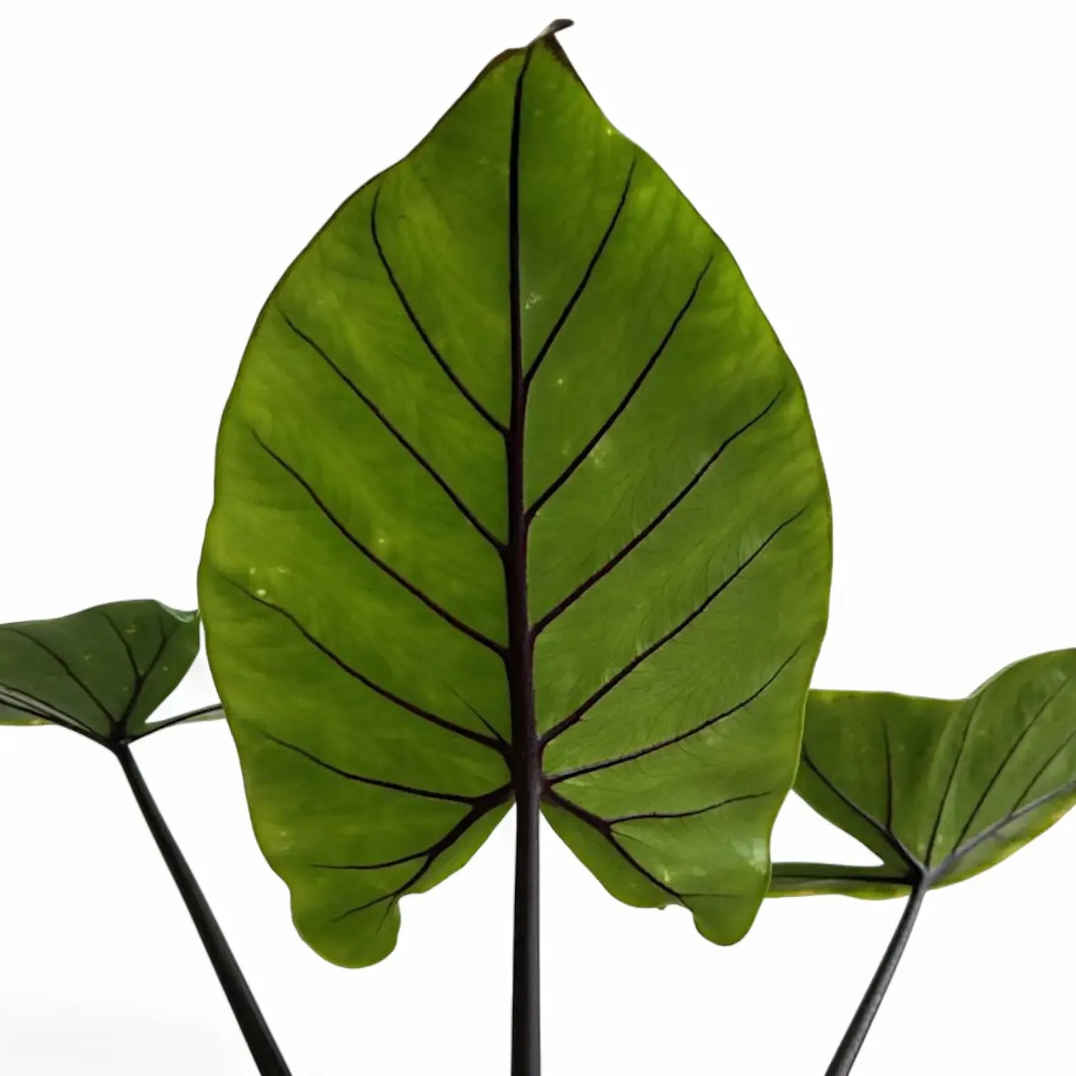 Alocasia Macrorrhiza 'black Stem' - View 32 from www redcrocus com
