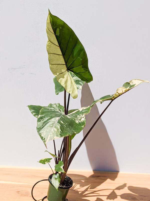 Alocasia Macrorrhiza 'black Stem' - View 33 from www redcrocus com