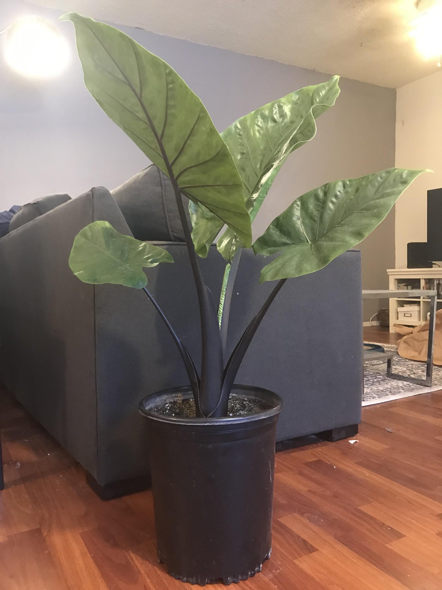 Alocasia Macrorrhiza 'black Stem' - View 34 from www redcrocus com